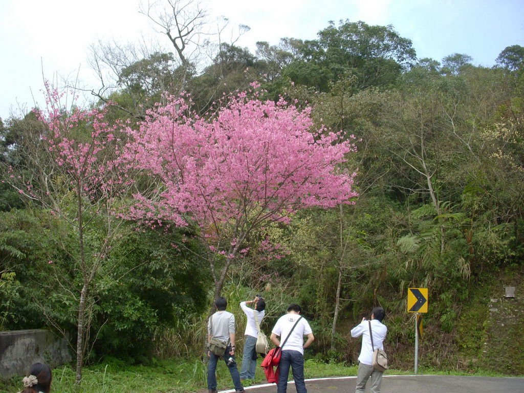 烏來福山賞花51.jpg