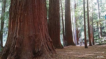 20140321-Redwoods