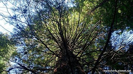 The Redwoods 紅木森林