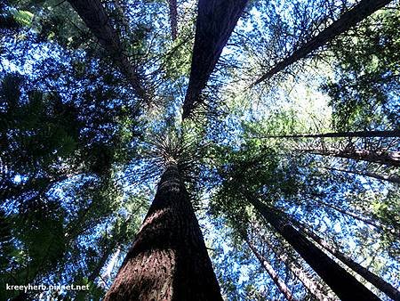 The Redwoods 紅木森林