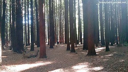 The Redwoods 紅木森林