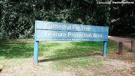 Cairns_Cathedral Fig Tree
