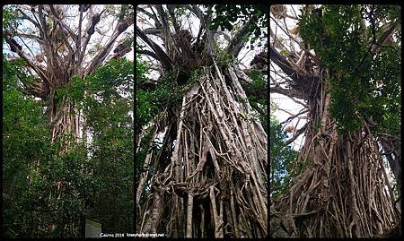 Cairns_Cathedral Fig Tree