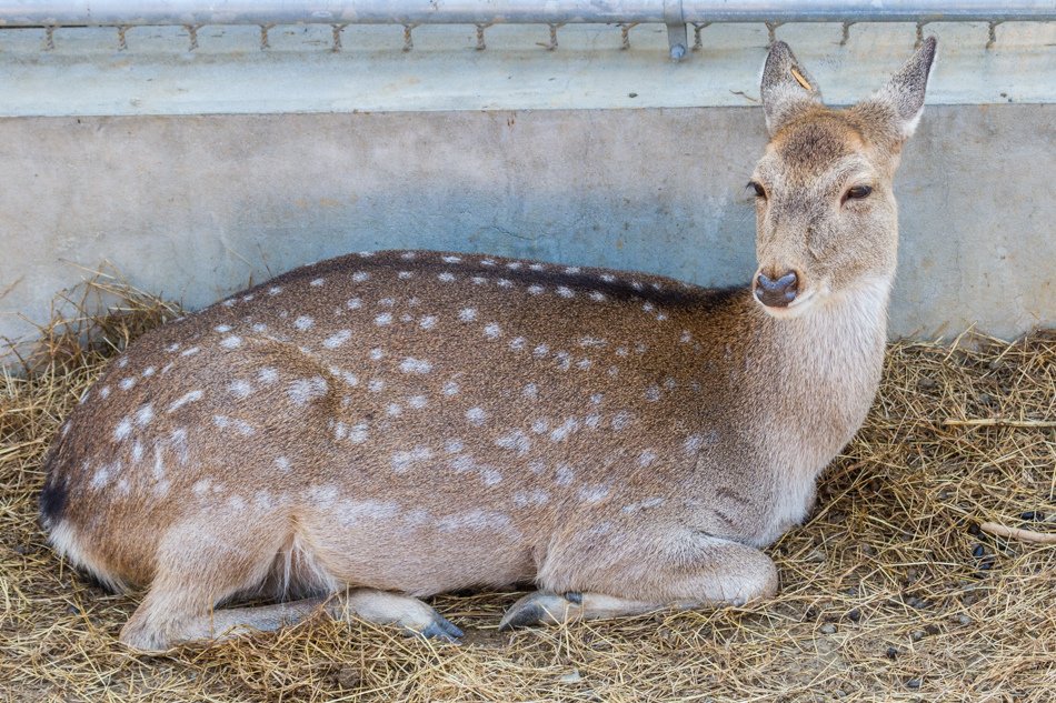 高雄旅遊-壽山動物園