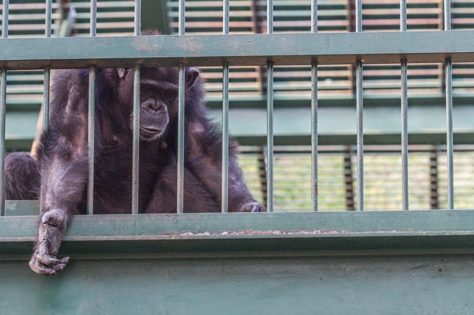 高雄旅遊-壽山動物園