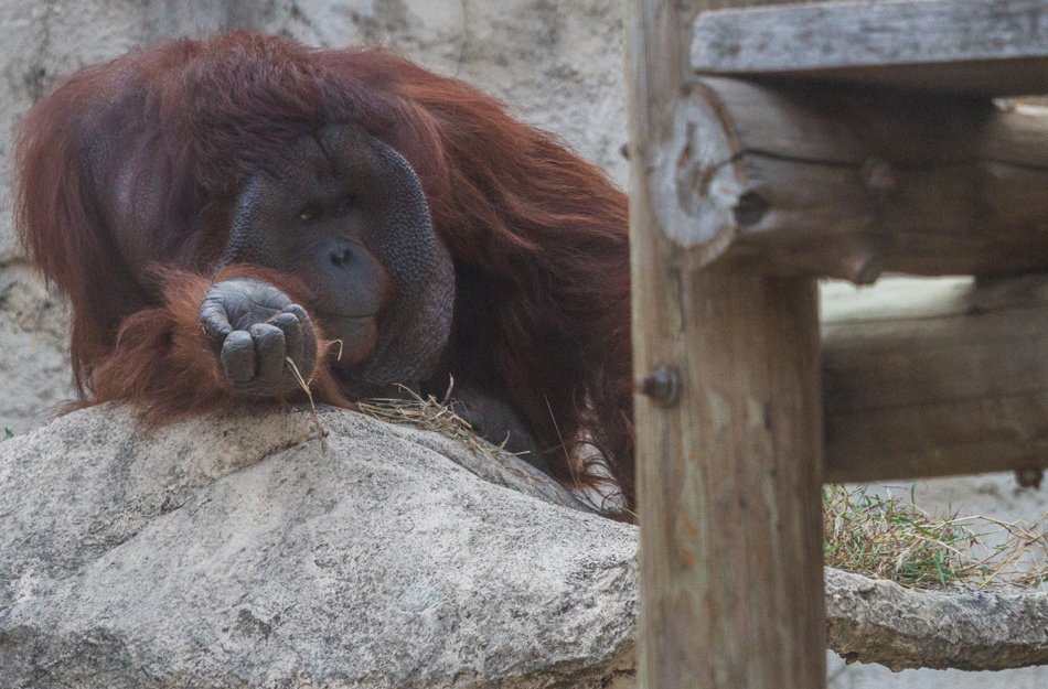 台灣旅遊首選高雄壽山動物園