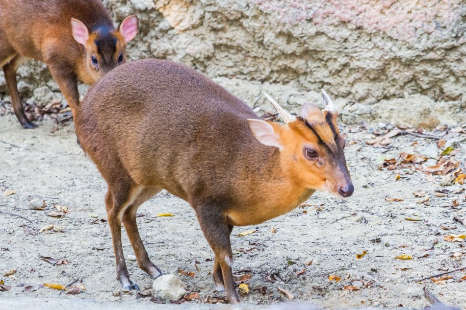 高雄旅遊-壽山動物園