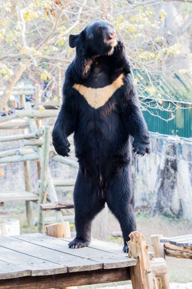 台灣旅遊首選高雄壽山動物園