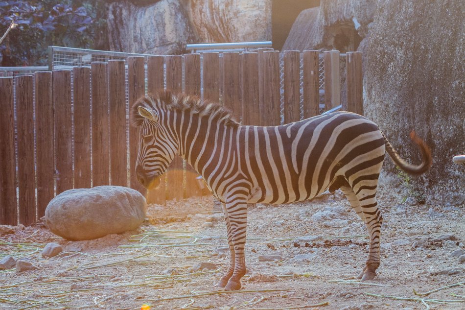 高雄元旦旅遊-壽山動物園