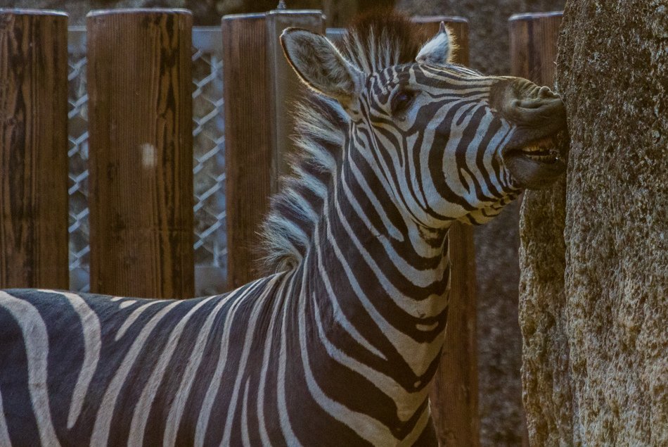 高雄旅遊-壽山動物園