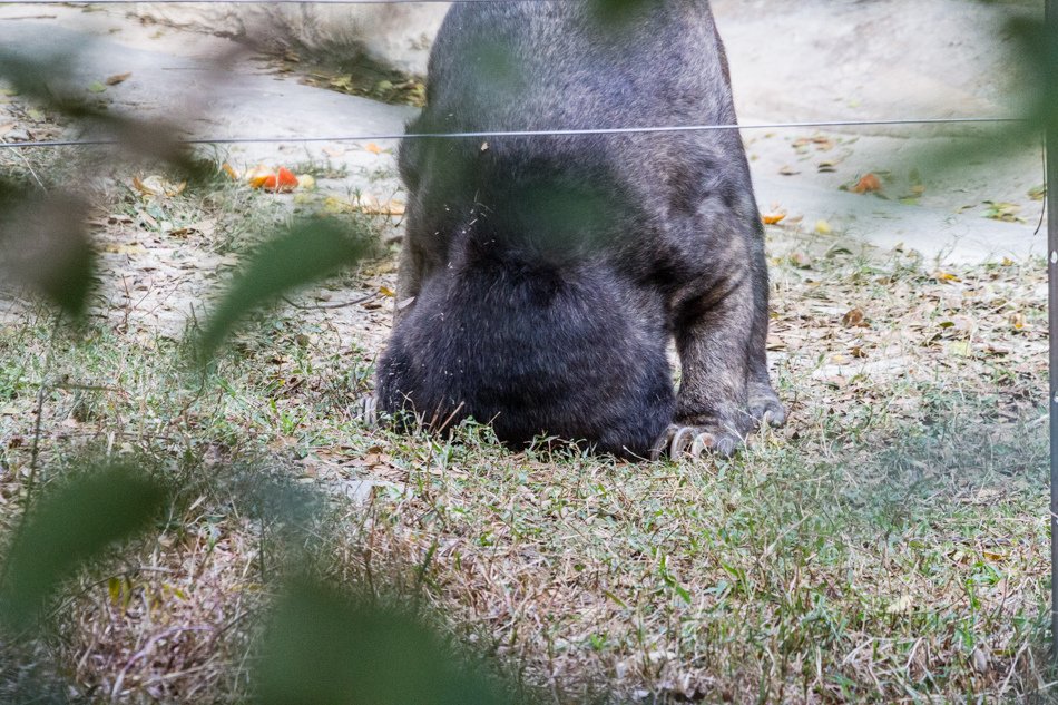 高雄旅遊推薦-壽山動物園