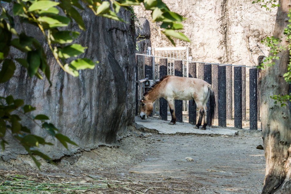 高雄旅遊推薦-壽山動物園