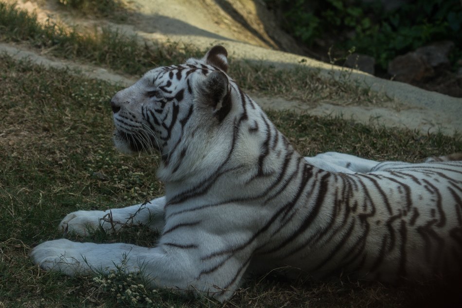 高雄旅遊推薦-壽山動物園