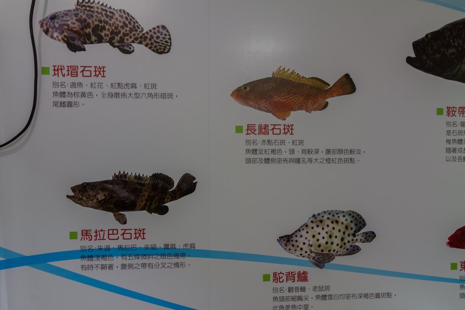 鳳山-魚村龍膽石斑專賣店