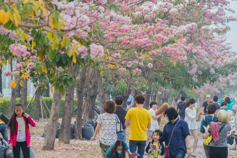 前鎮高中賞花+代天府美食