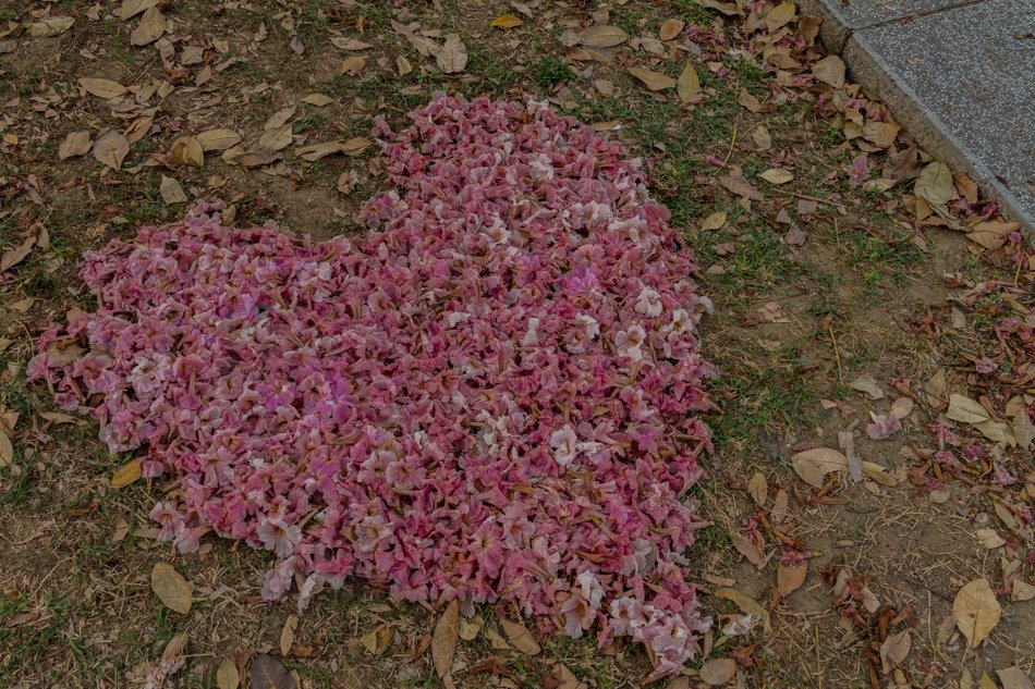 前鎮高中賞花+代天府美食