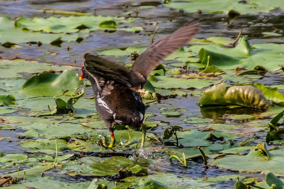 鳥松濕地公園拍鳥去