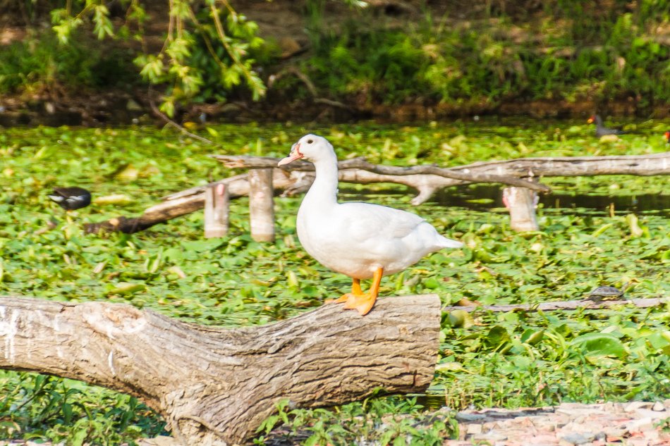 鳥松濕地公園拍鳥去