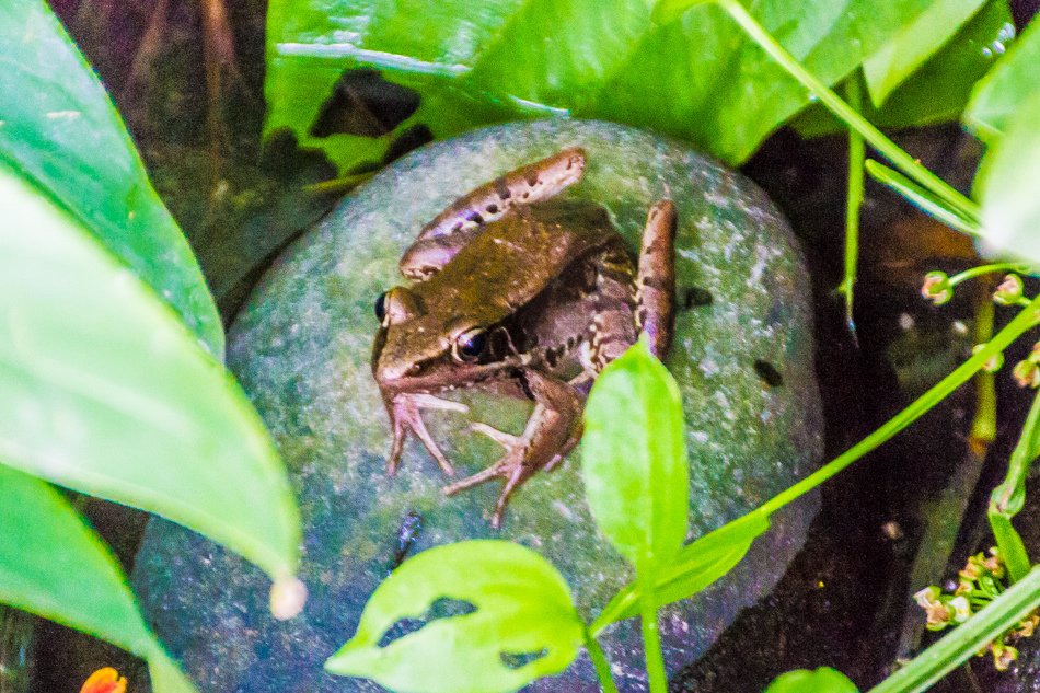 鳥松濕地公園拍鳥去