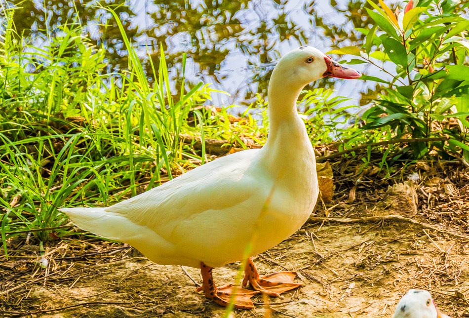 鳥松濕地公園拍鳥去