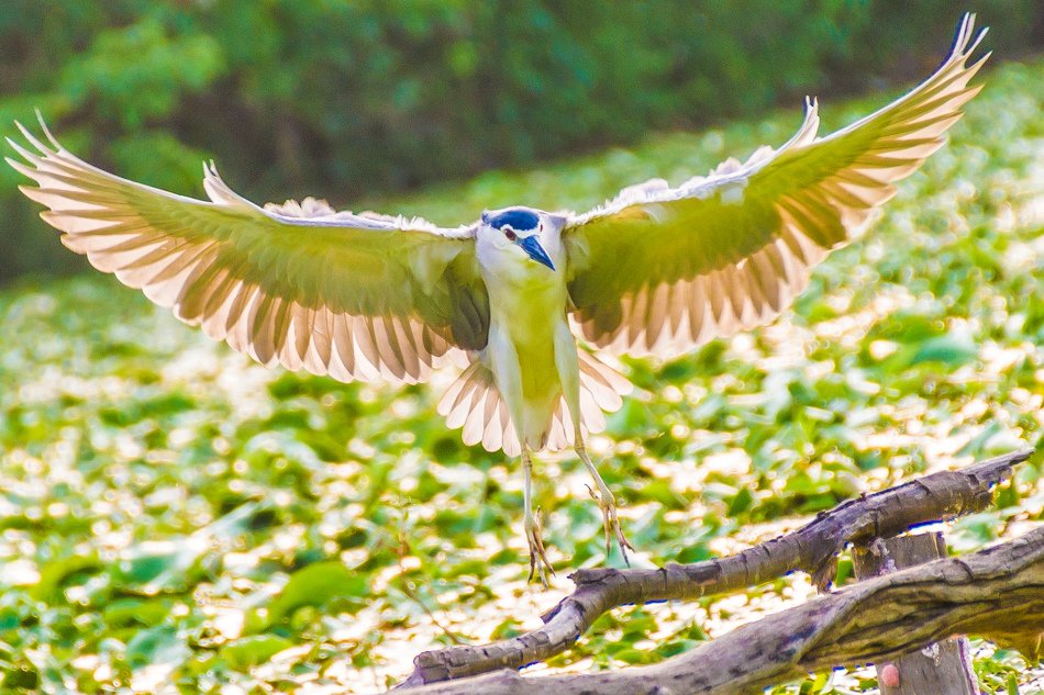 鳥松濕地公園拍鳥去