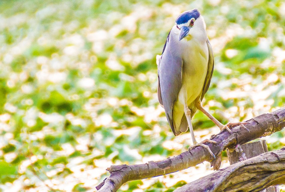 鳥松濕地公園拍鳥去