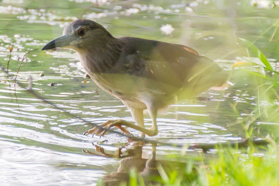 鳥松濕地公園拍鳥去