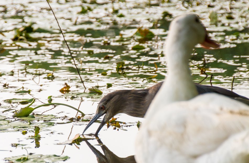 鳥松濕地公園拍鳥去