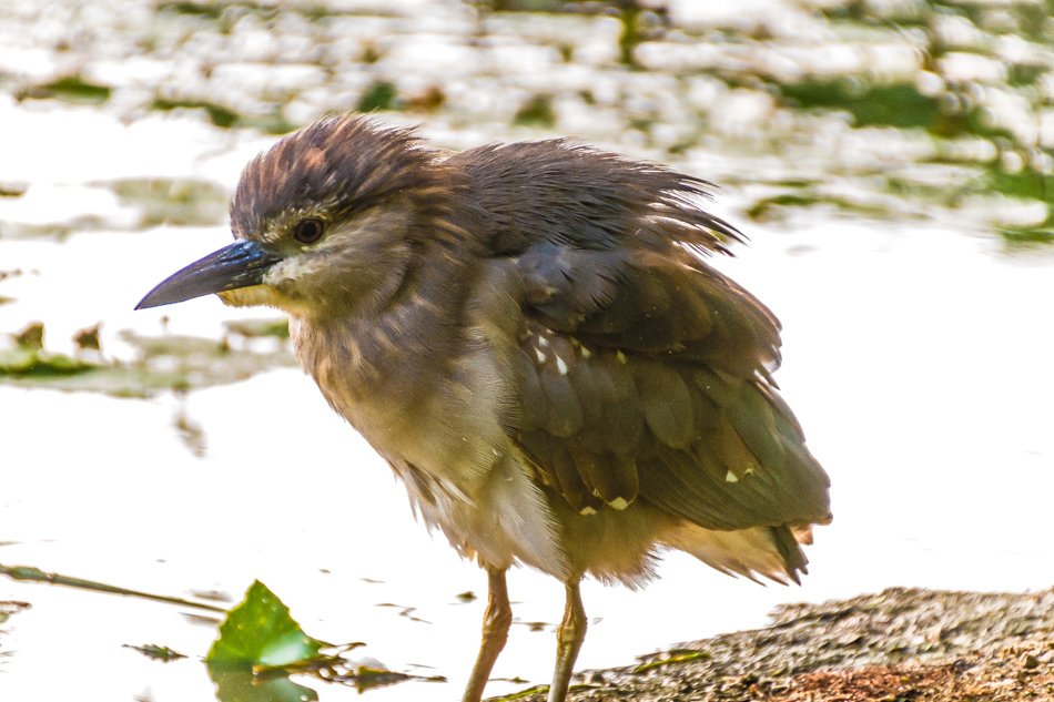 鳥松濕地公園拍鳥去