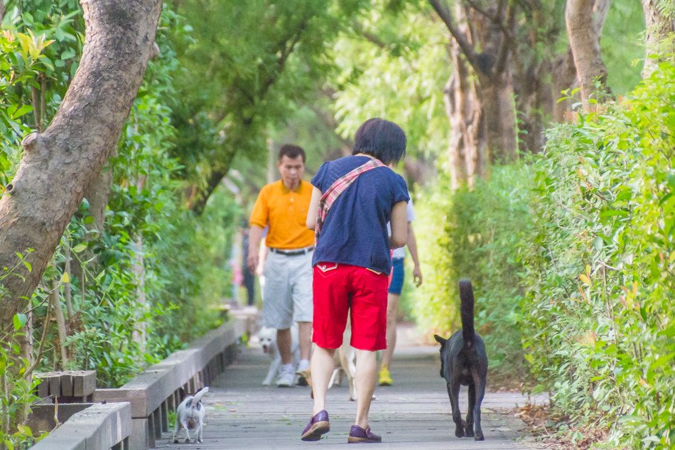 鳥松濕地公園拍鳥去