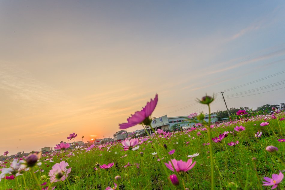 2016橋頭花海