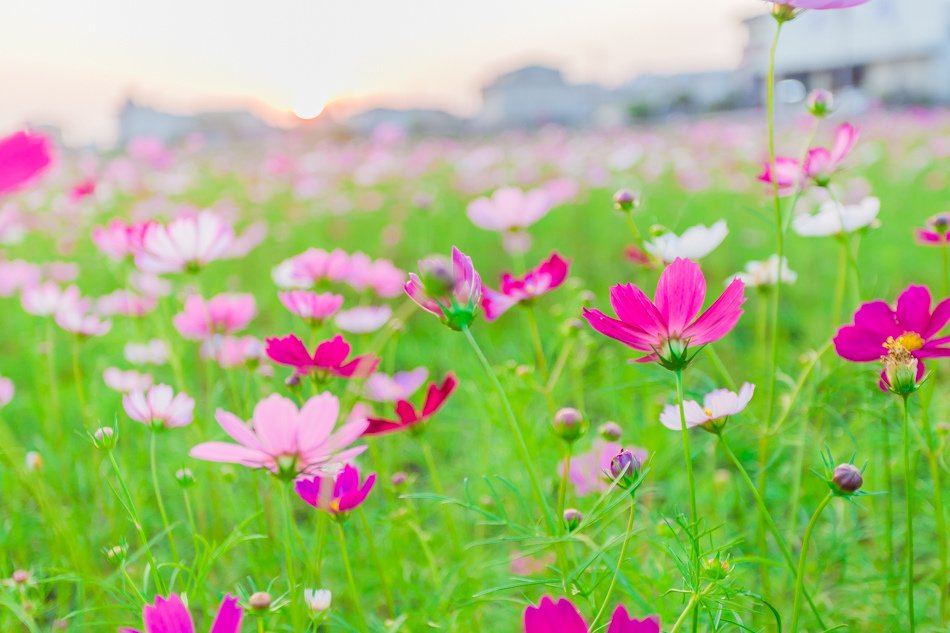 2016橋頭花海