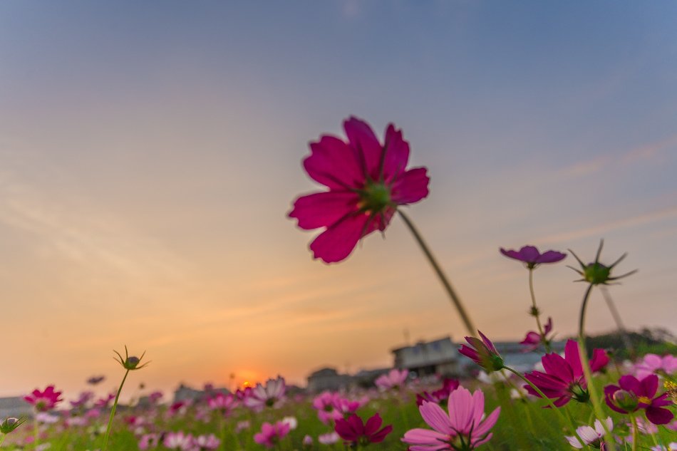 2016橋頭花海