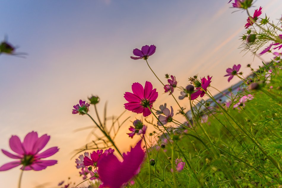 2016橋頭花海