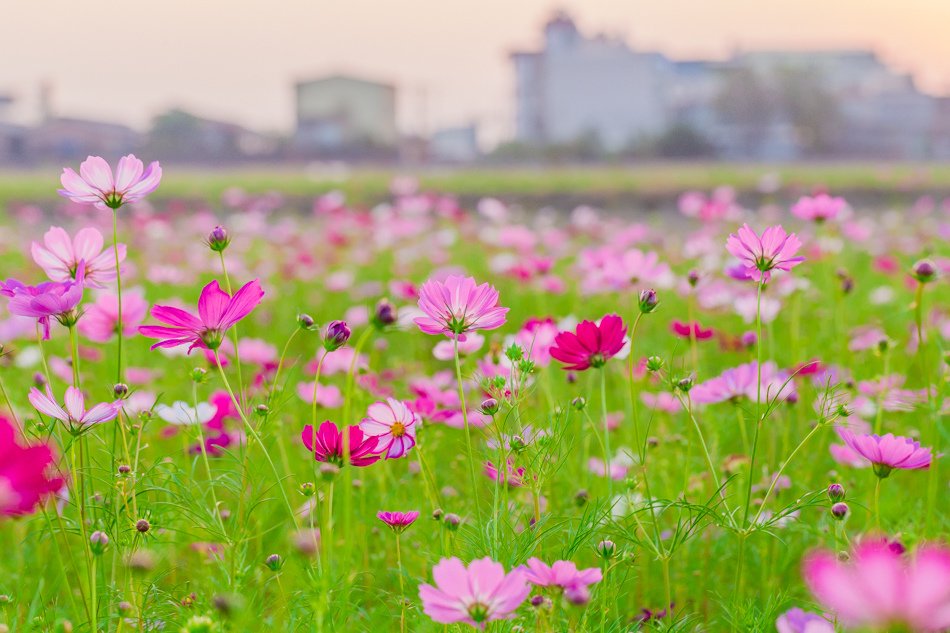 2016橋頭花海