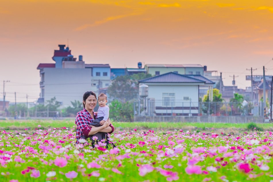 2016橋頭花海