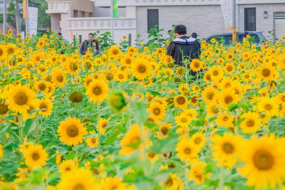 2016橋頭花海