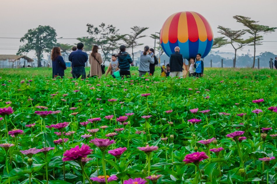 2016橋頭花海