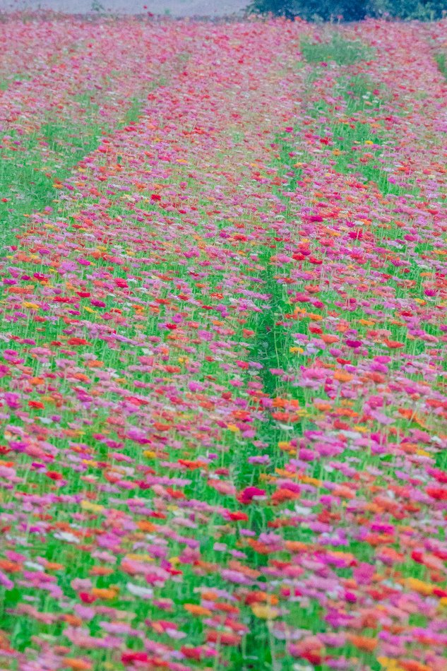 2016橋頭花海