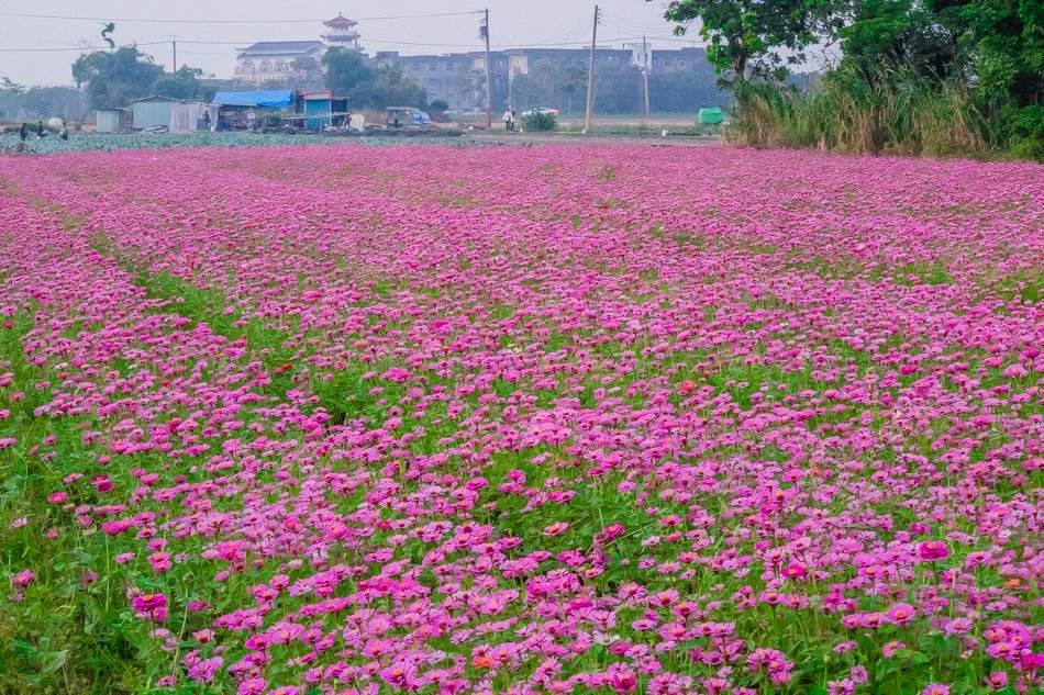 2016橋頭花海