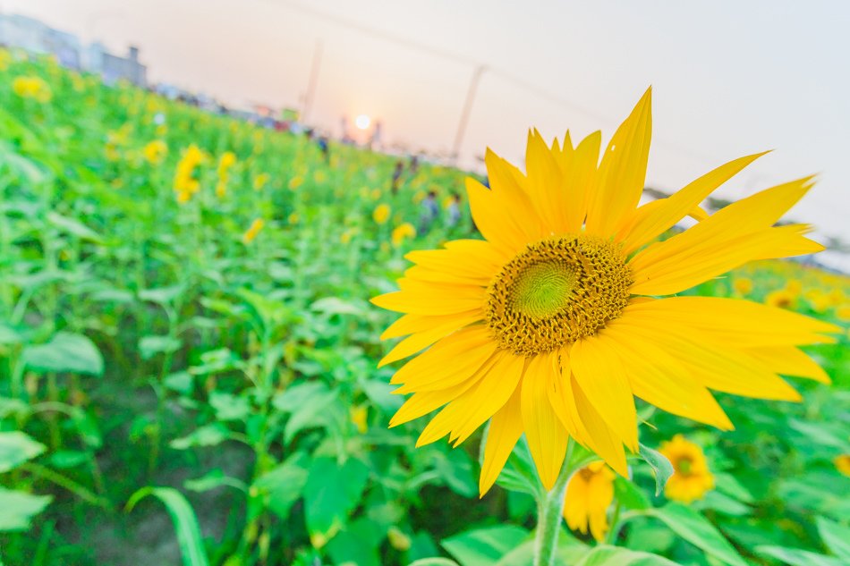 2016年橋頭花海