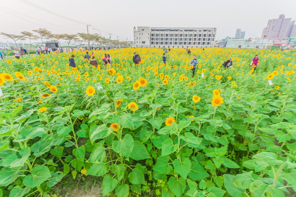 2016年橋頭花海