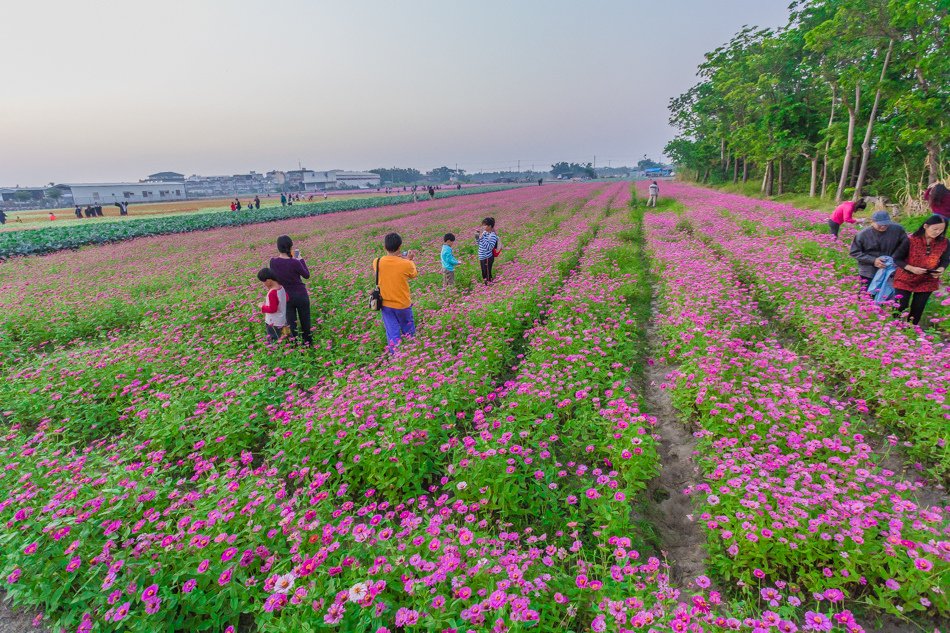 2016年橋頭花海