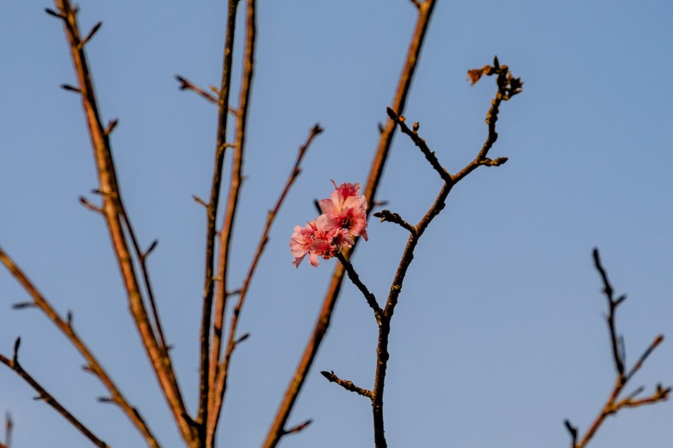 六龜旅遊 - 寶來花賞溫泉公園