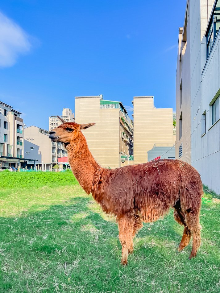 藍田公園羊駝