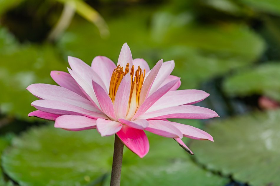 九品蓮花生態教育園區