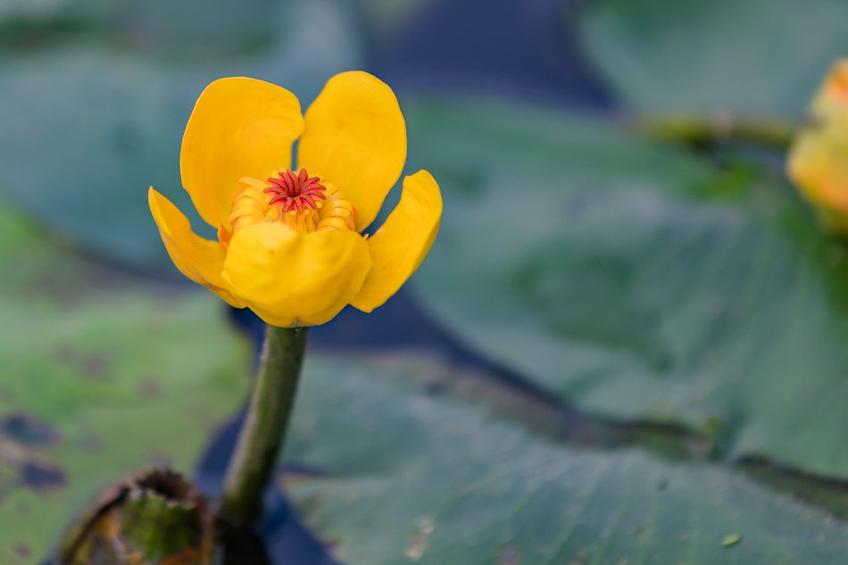 九品蓮花生態教育園區