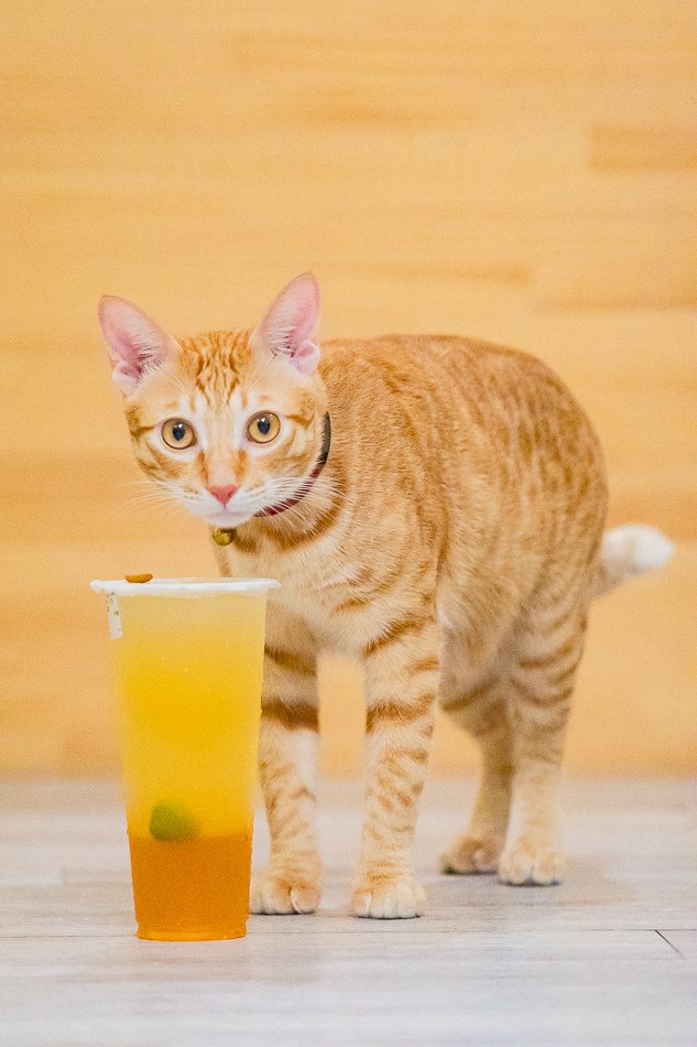 高雄飲料推薦 / 嵜芋茶屋