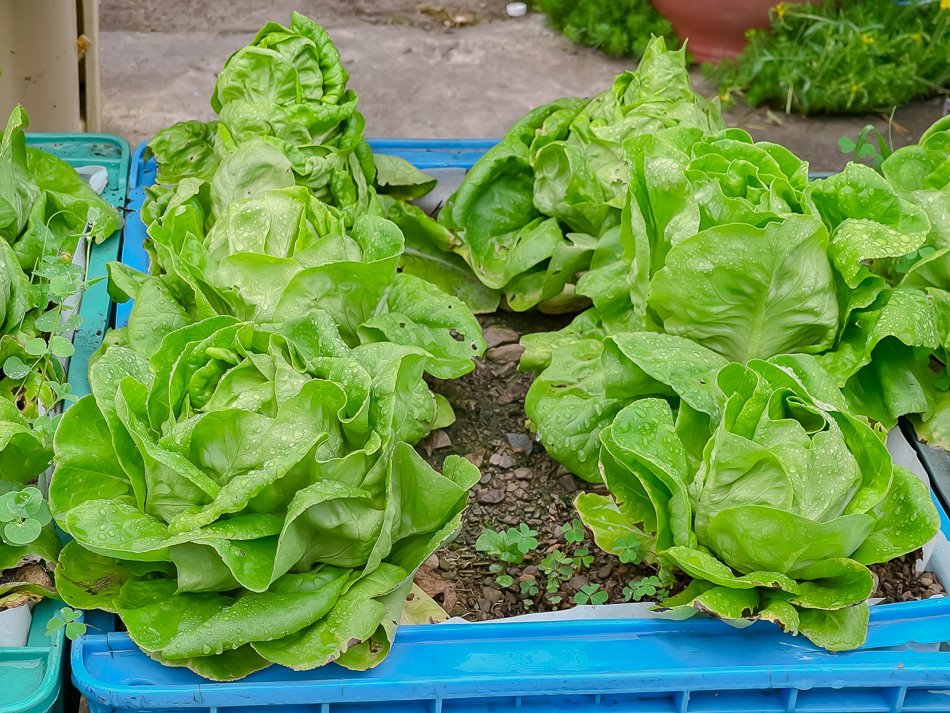 那瑪夏她瑪咖啡烤肉飯