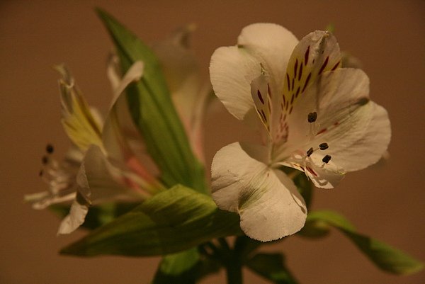 高雄古柏鎮棒球主題餐廳-小花擺飾